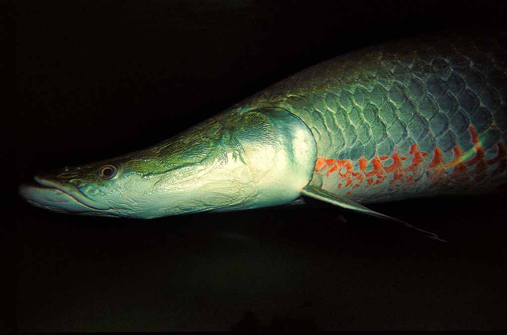 Arapaima fish