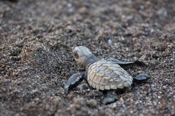 Baby turtle on a sandy beach.