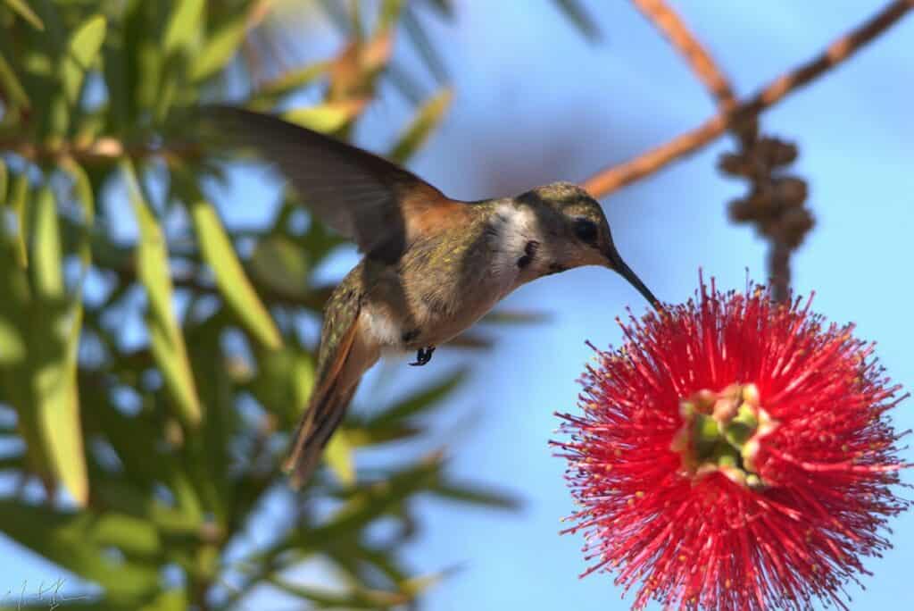 Endemic Bahamas Woodstar Hummingbird