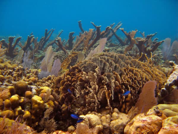 Belize coral reef