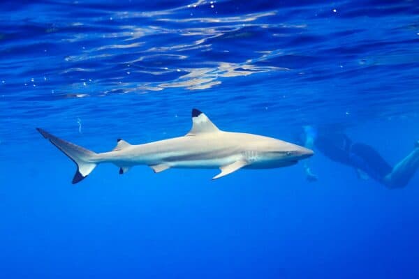 Blacktip Reef Shark Palau