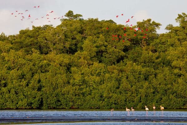 scarlet ibis and flamingoes