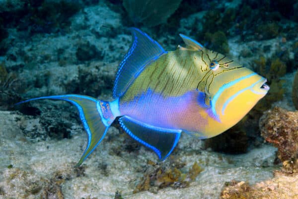 Queen Triggerfish in Cuba