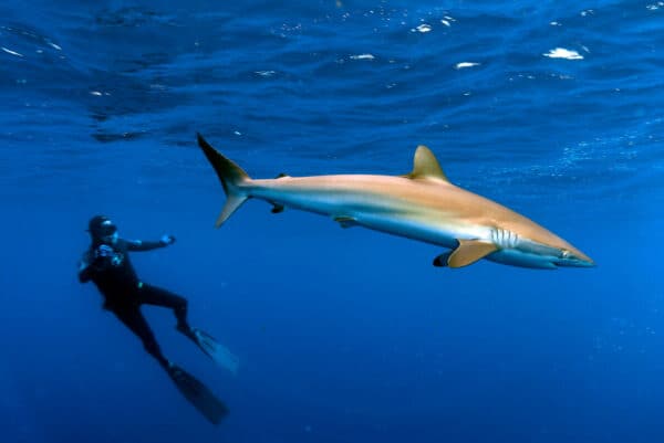 Silky shark in Cuba