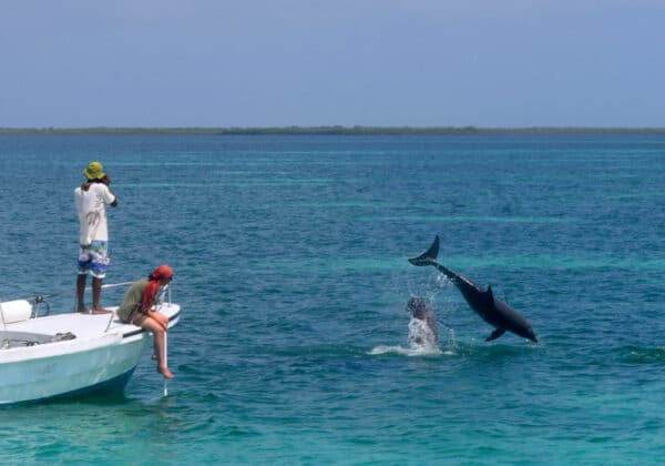 dolphin watching Belize