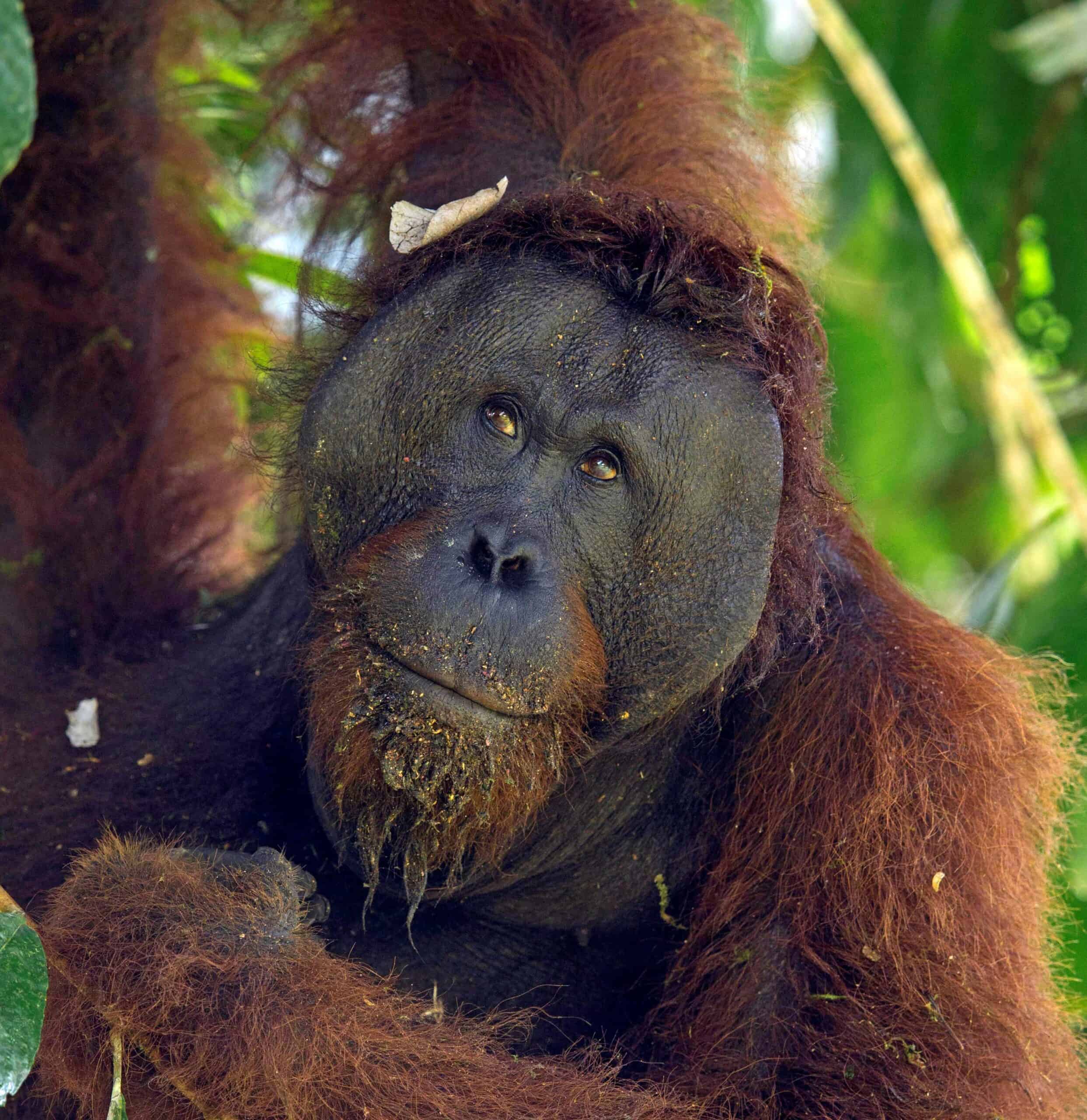 Borneo is one of the only places to see wild orangutans. © Charles Ryan