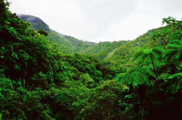 El Yunque Rainforest tour