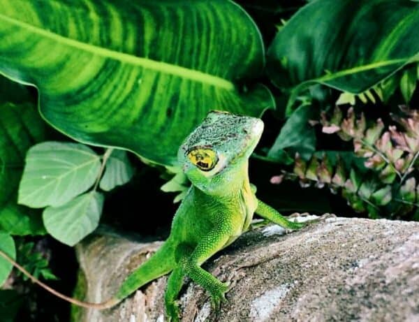 Giant Anole El Yunque