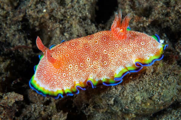 nudibranch in Raja Ampat