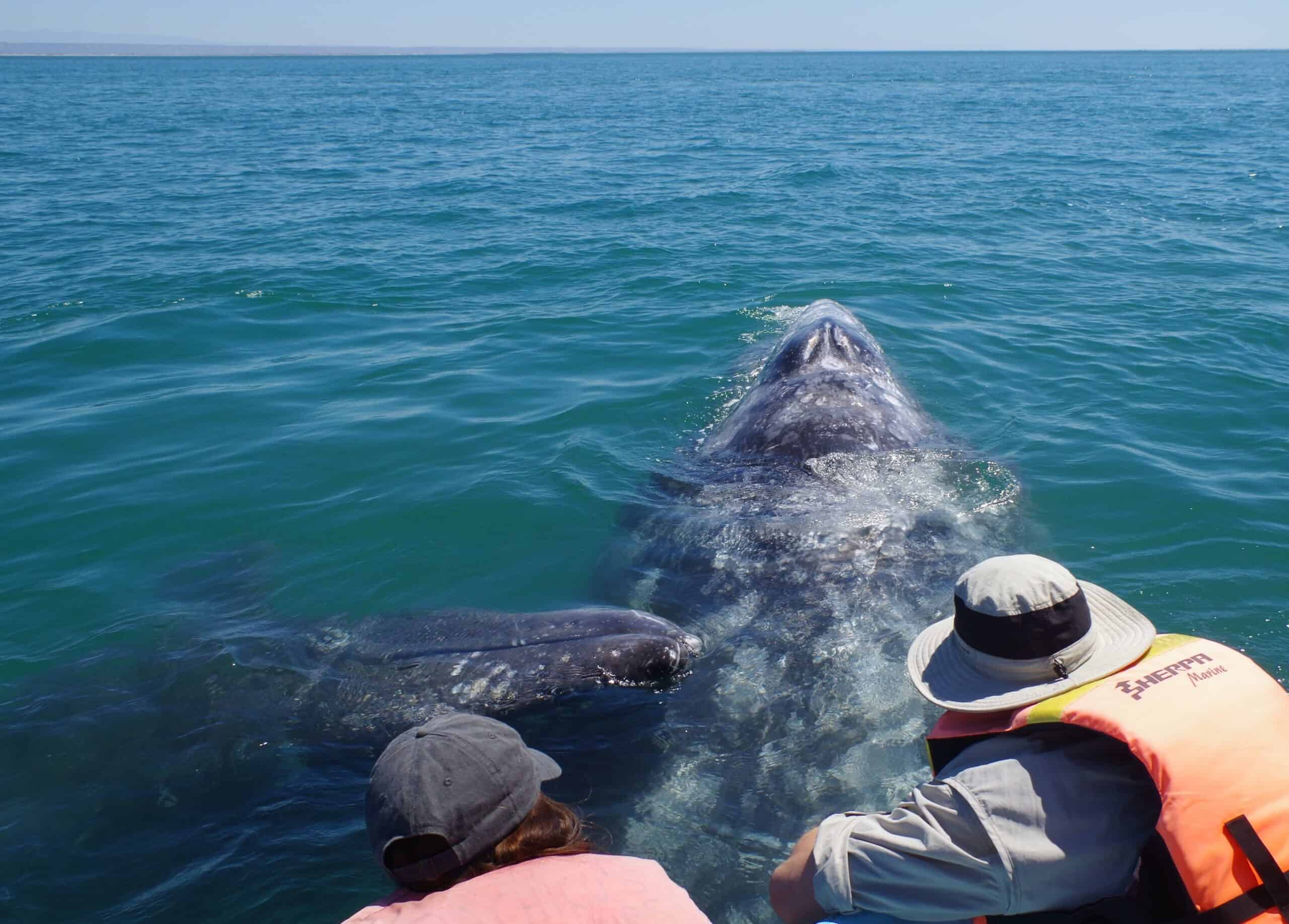 travelers with gray whale in Baja California