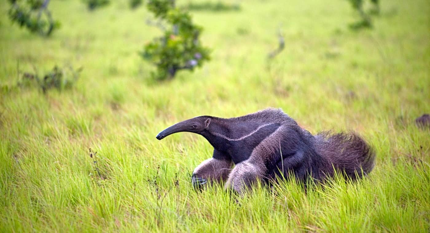 giant anteater on the savanna