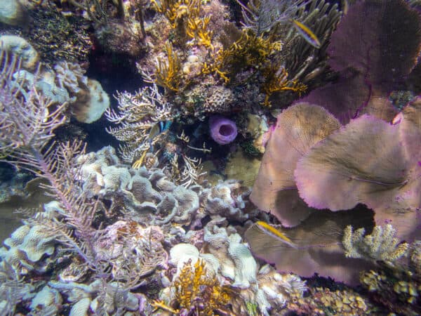 Snorkeling in Honduras