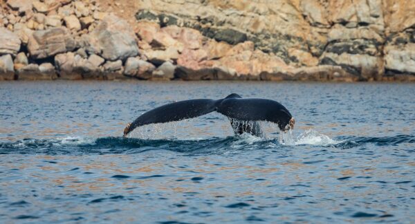 humpback whale in the Sea of Cortez