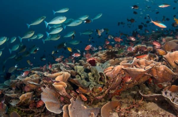 Diverse indonesian coral reef