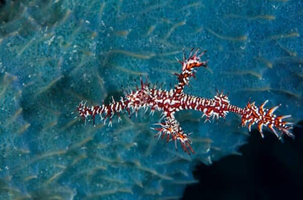 Ghost pipefish in Indonesia