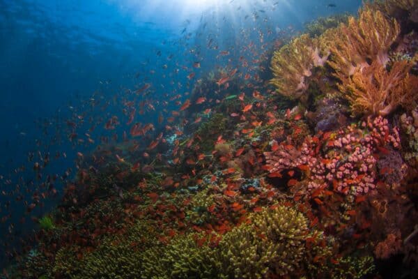 Komodo coral reef