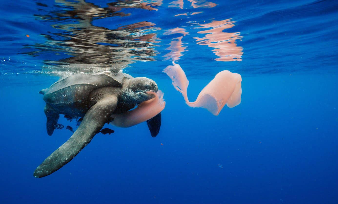 leatherback turtle eating pyrosome