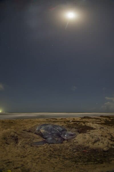 sea turtle nesting under moonlight