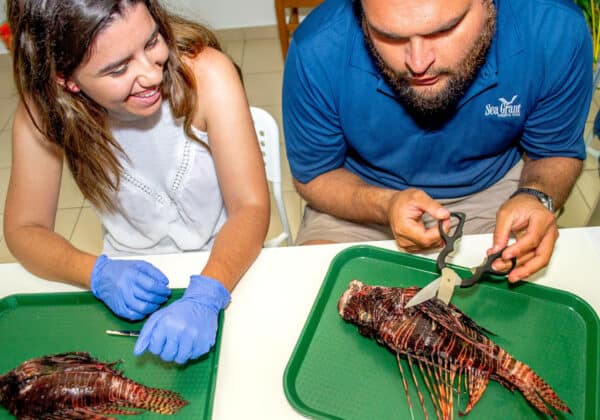 Caribbean lionfish dissection