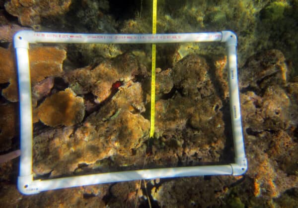 Volunteer coral reef monitoring