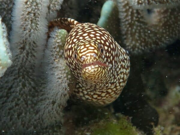 Spotted moray eel in Micronesia