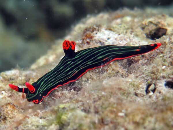 nudibranch indonesia