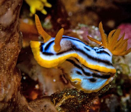 Chromodoris nudibranch Alor Indonesia