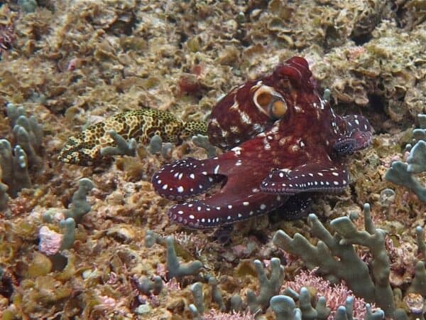 octopus in micronesia