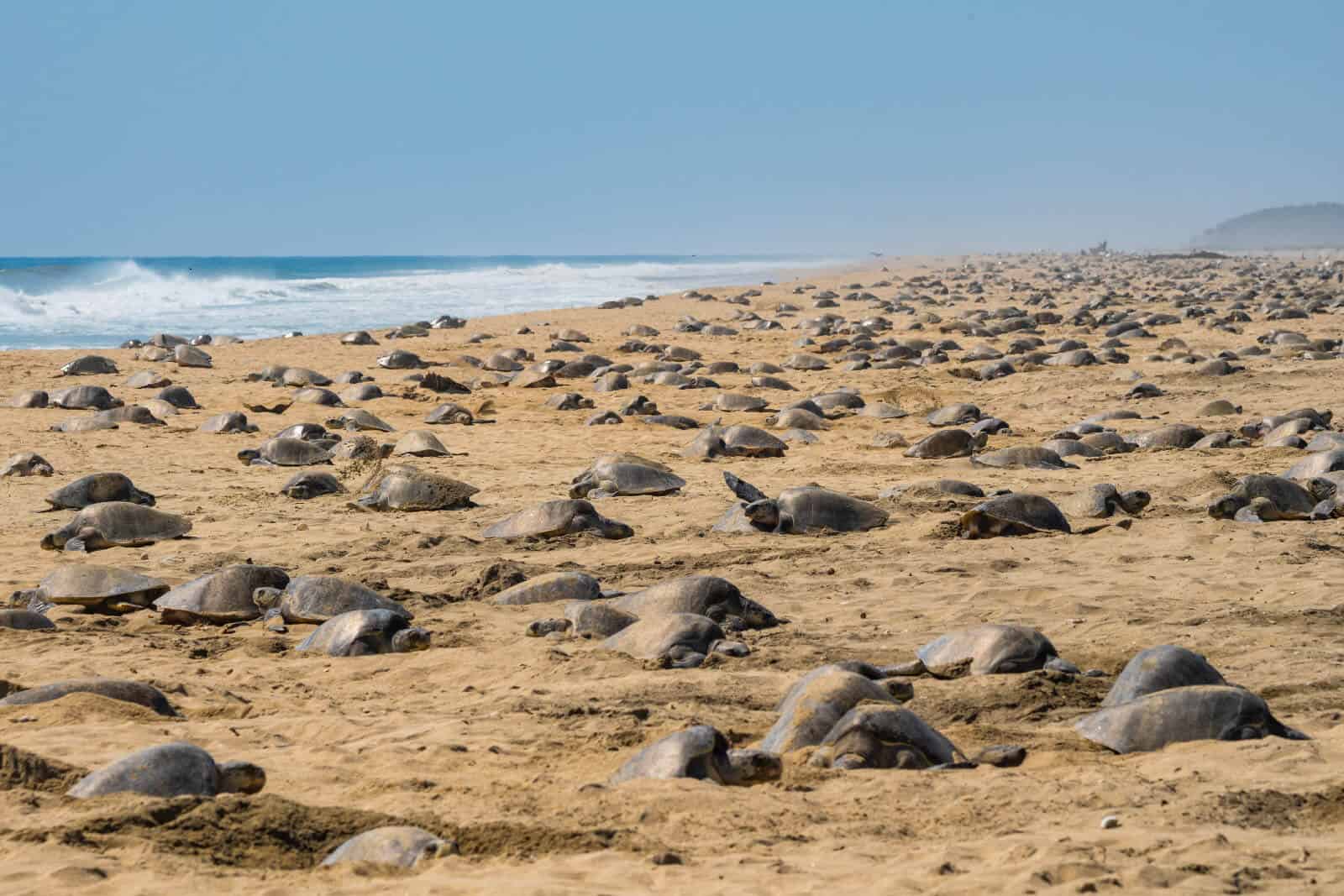 olive ridley sea turtle arribada mexico