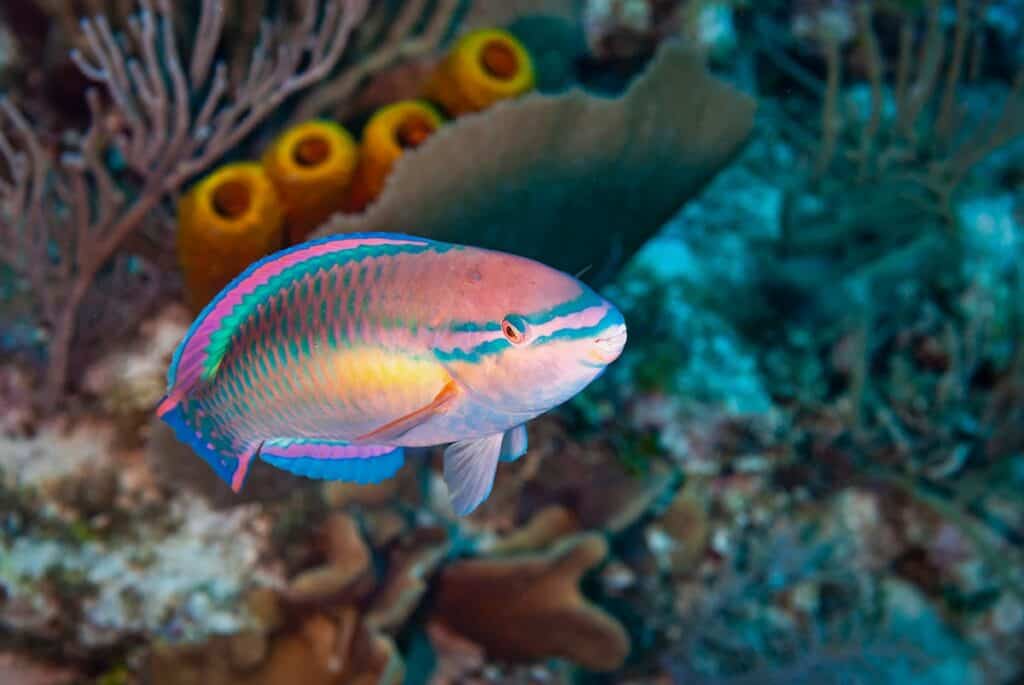 Princess Parrotfish while snorkeling