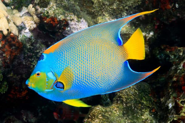 Queen Angelfish in Cuba