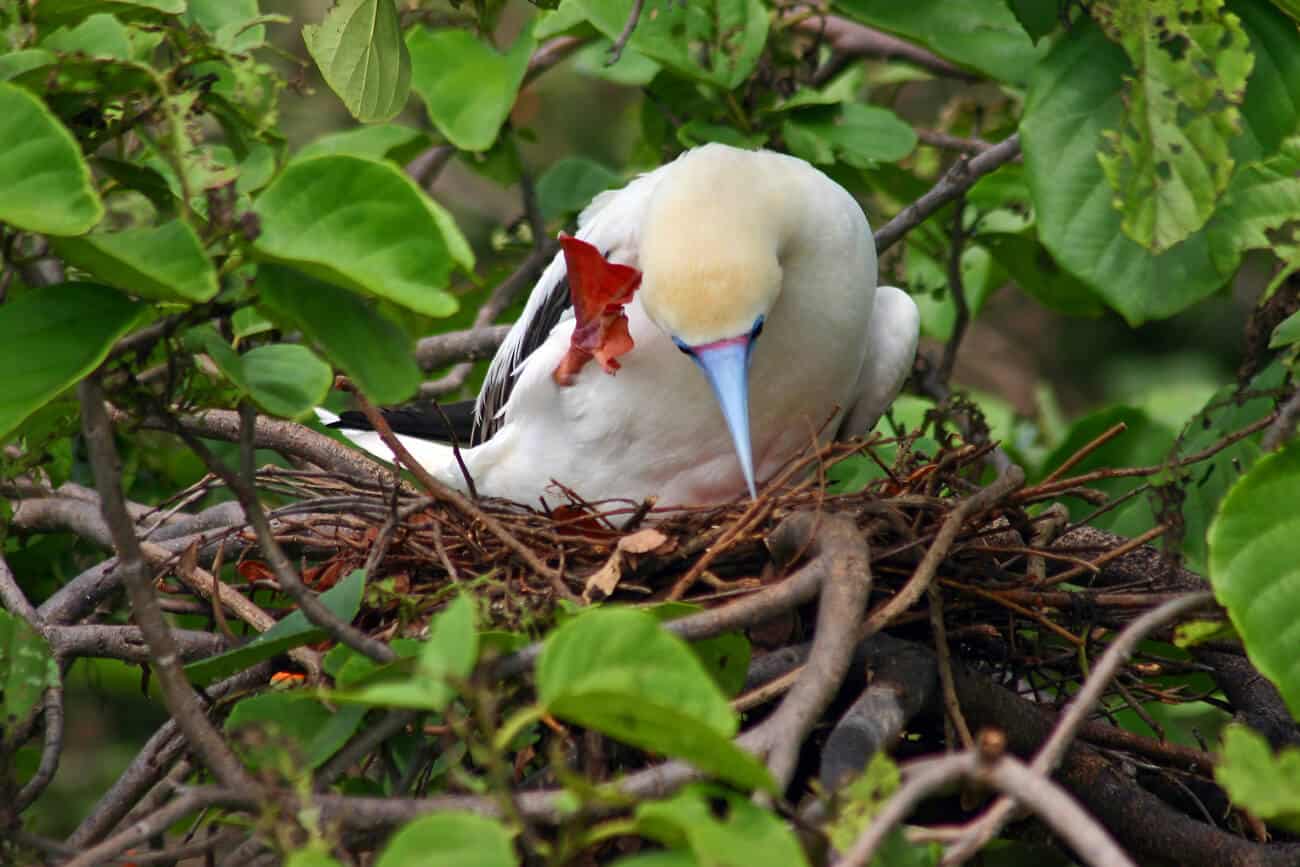 Red Footed Booby in Belize