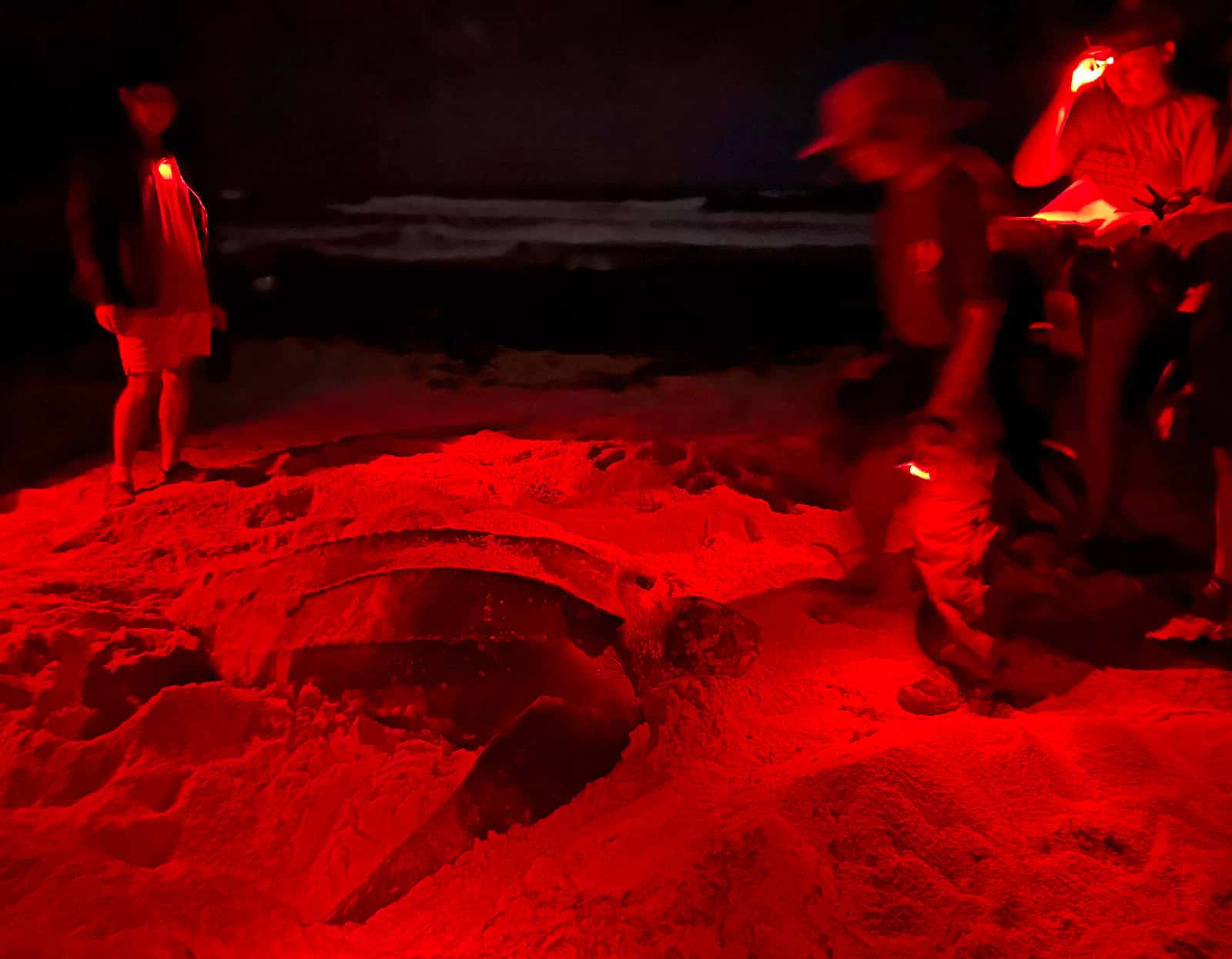 sea turtle safe flashlights used while sea turtle nesting