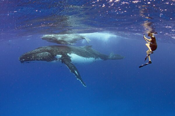 Tonga whale swimming tour
