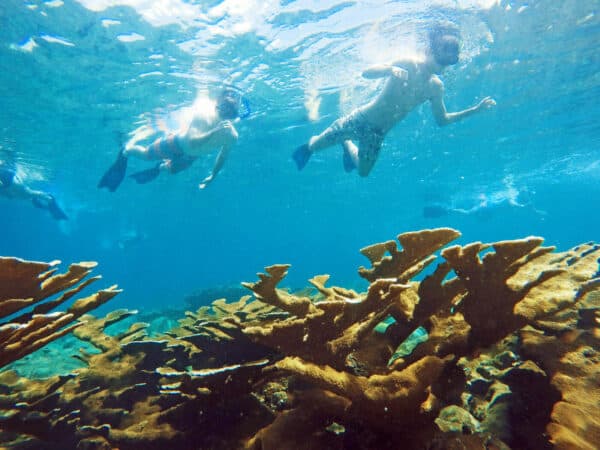We'll snorkel among elkhorn coral in Tres Palmas Marine Reserve. © Isla Mar