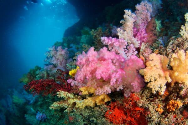 Soft coral arch Palau