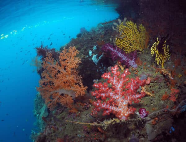 soft corals in Raja Ampat