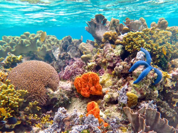 coral reef in Solomon Islands