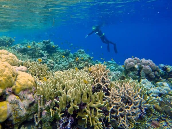 snorkeling in Solomon Islands