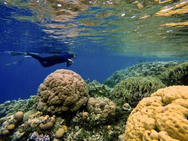 snorkeler in solomon islands