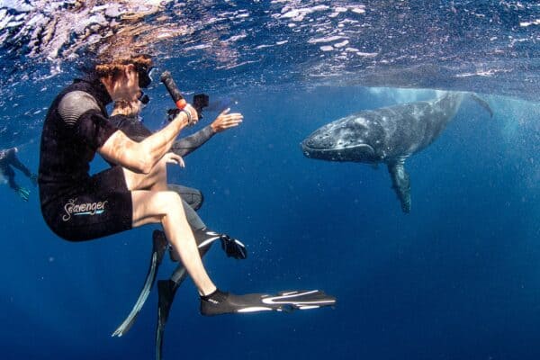 swim with humpback whales in Tonga