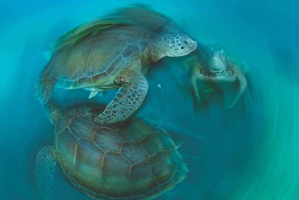 green sea turtles photo by Thomas Peschak