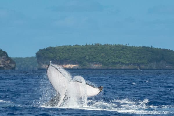 Tonga humpback whales flukes