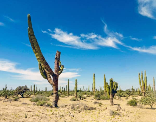 Vizcaino desert Baja