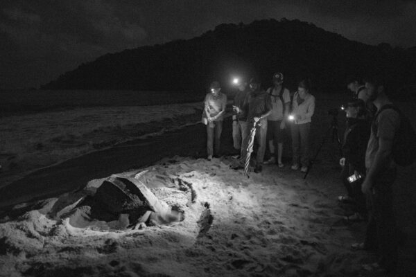 volunteers watch nesting sea turtle