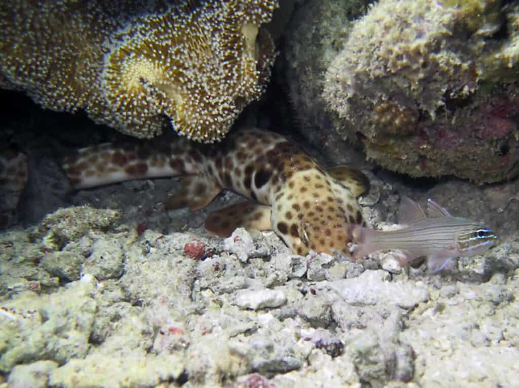 walking shark under coral