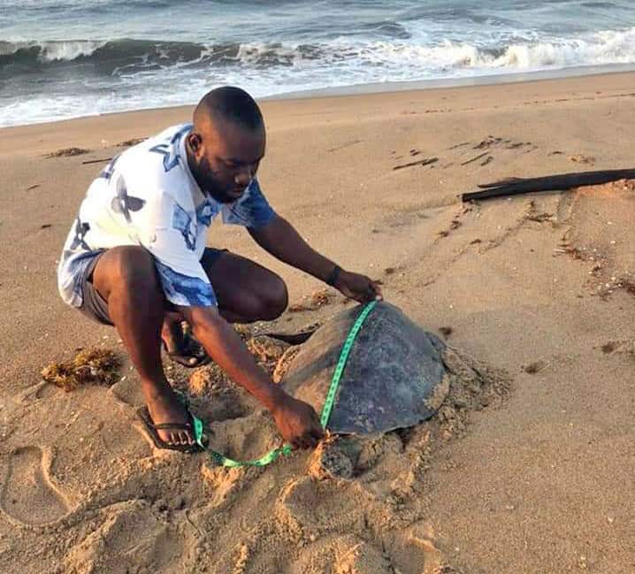 west africa sea turtle monitoring