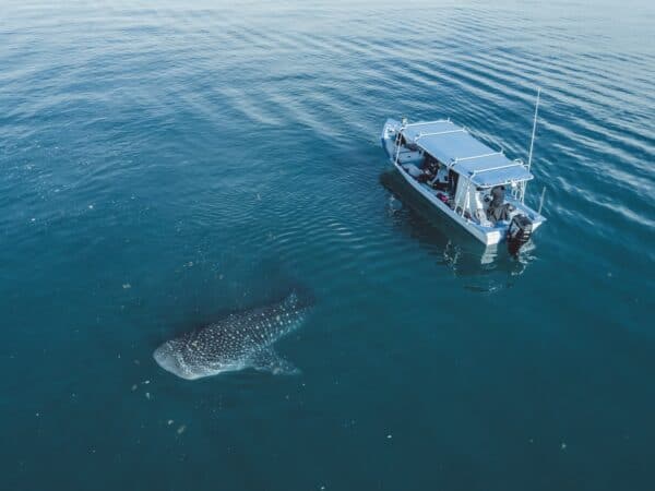 Whale sharks and boat in La Paz