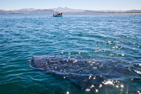 whale shark in Baja