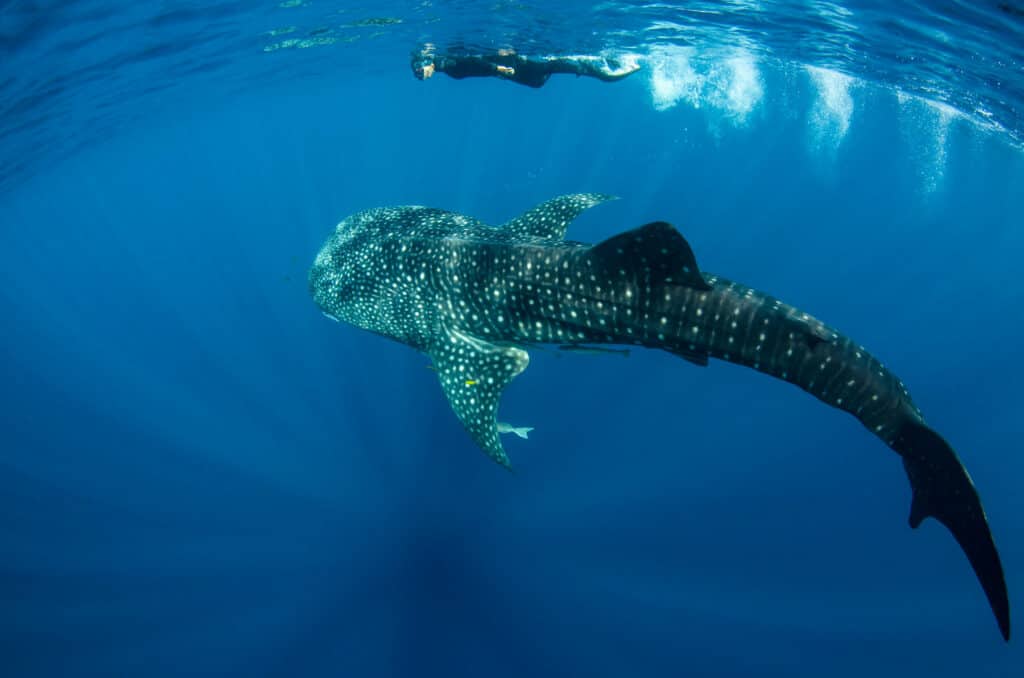 snorkeler with a whale shark
